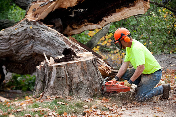 Trusted Taylor Lake Village, TX Tree Care  Experts